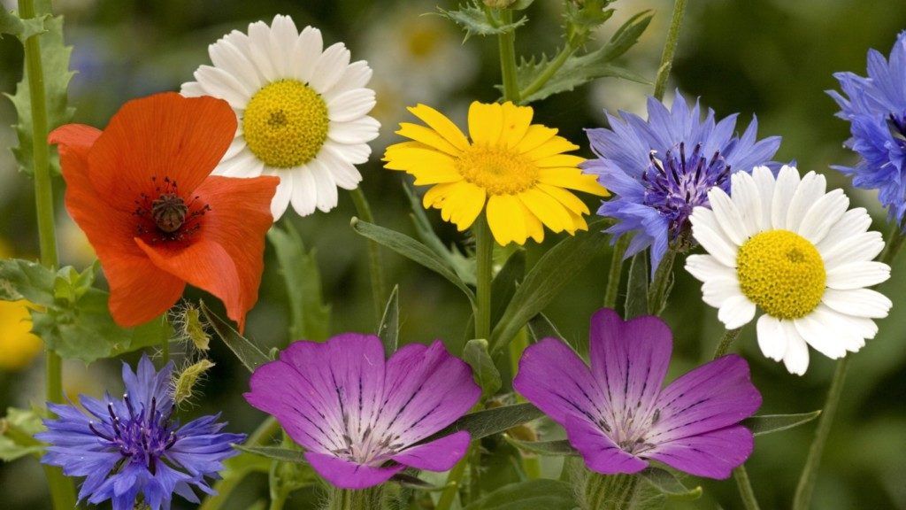 flores