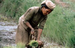 Mujeres rurales exigen más políticas públicas item-thumbnail