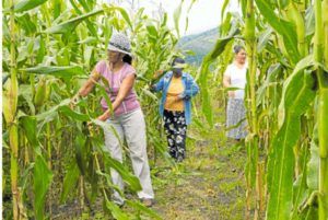 Mujeres rurales con alto potencial financiero para fortalecer el campo item-thumbnail