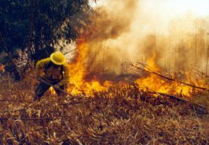 Incendios forestales en Huila, dejan 1.890 hectáreas afectadas item-thumbnail