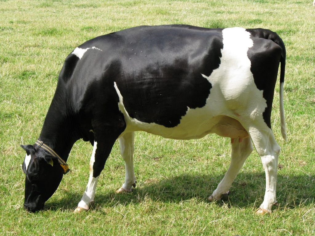 La capital de leche de Colombia