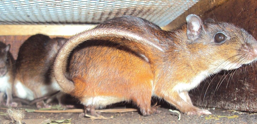 Ratón de Espinas