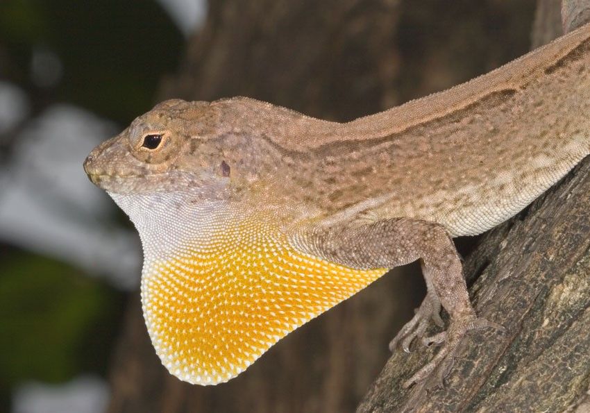 Lagartija