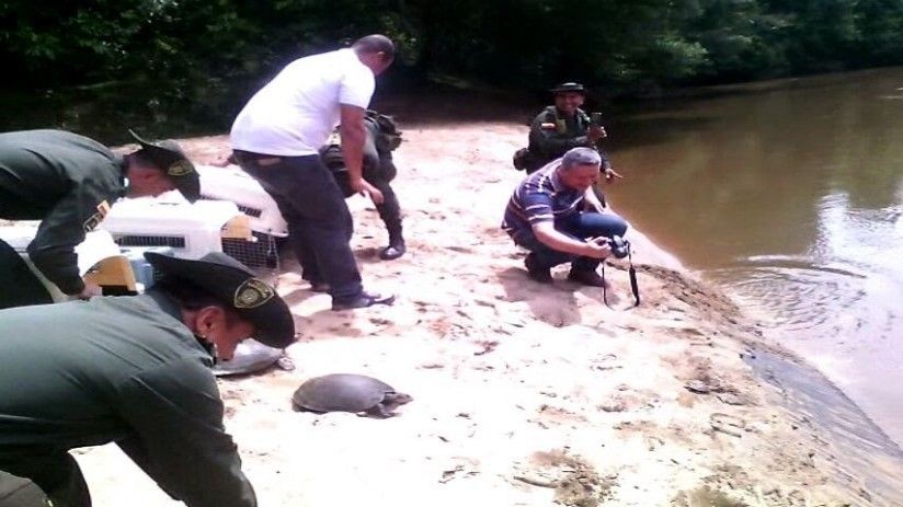 tortugas