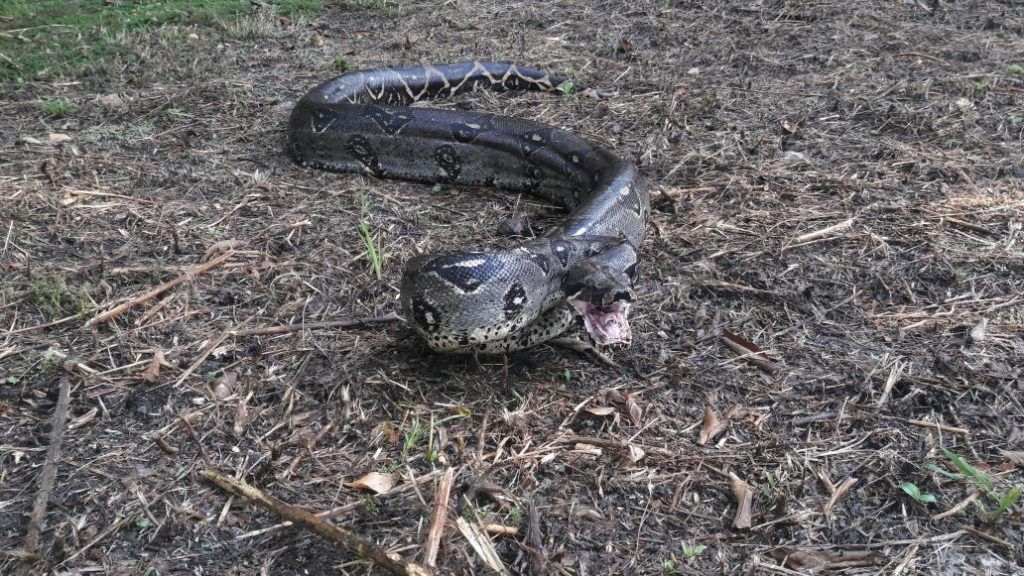 Boa constrictor