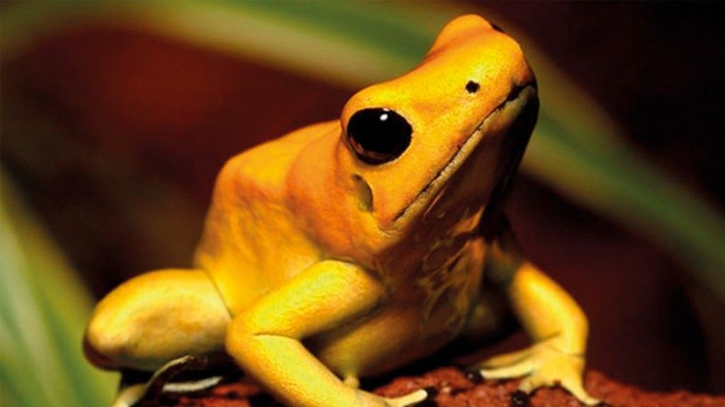 Top 5 de los animales que solo se encuentran en Colombia 