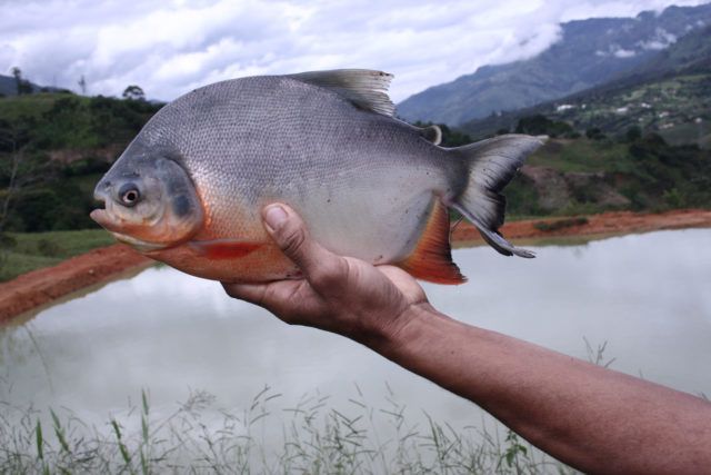 La cachama, una oportunidad productiva en Caquetá
