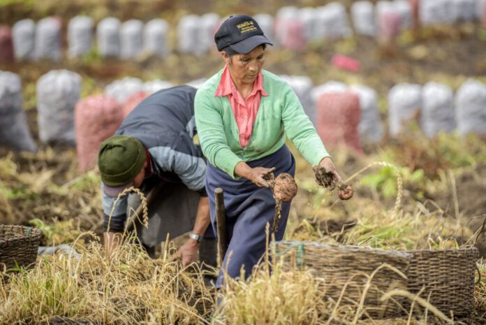 Garantizar alimentos para todos, la incansable labor del campesino
